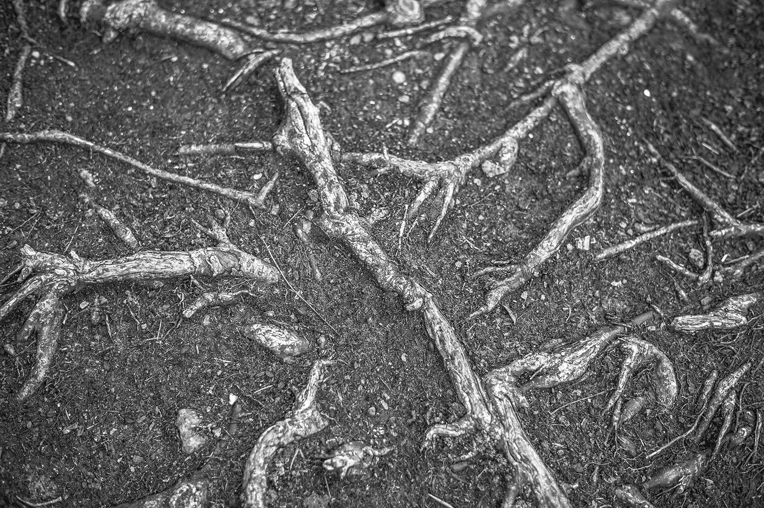 Leica Monochrom 50mm Summilux-M f1.4