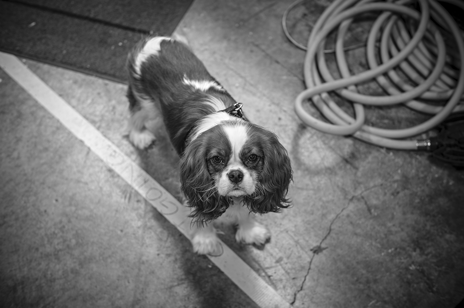 Leica Monochrom 50mm Summilux-M f1.4