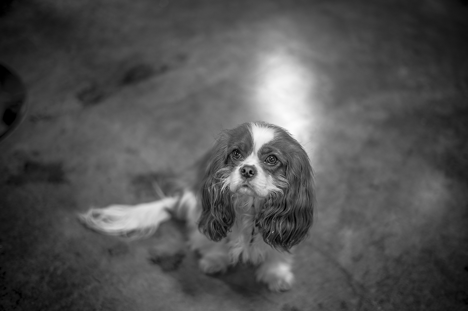 Leica Monochrom 50mm Summilux-M f1.4