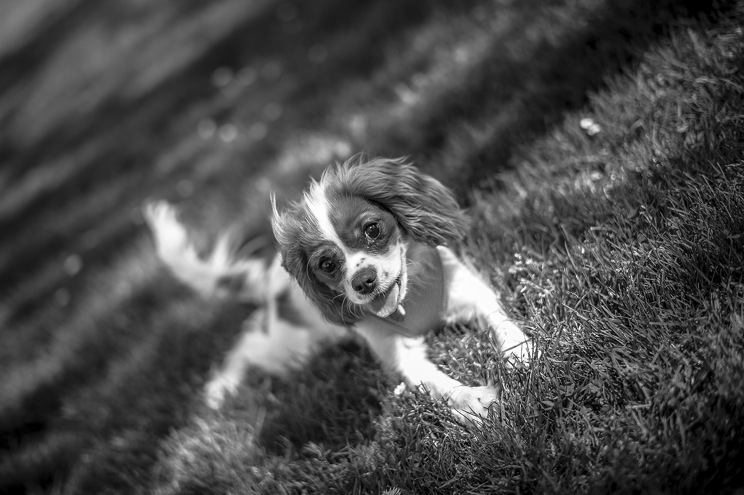 Leica Monochrom 50mm Summilux-M f1.4