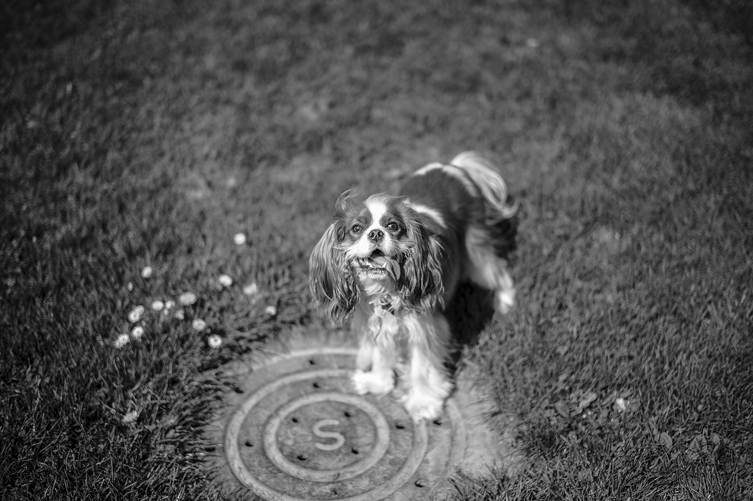 Leica Monochrom 50mm Summilux-M f1.4