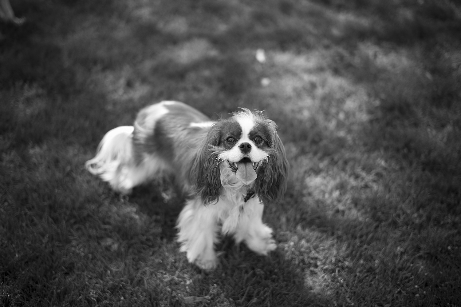 Leica Monochrom 50mm Summilux-M f1.4