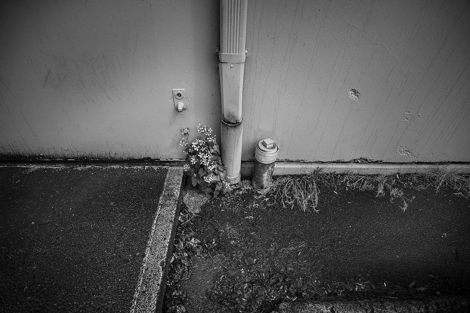 Leica Monochrom 21mm Voigtlander Color-Skopar
