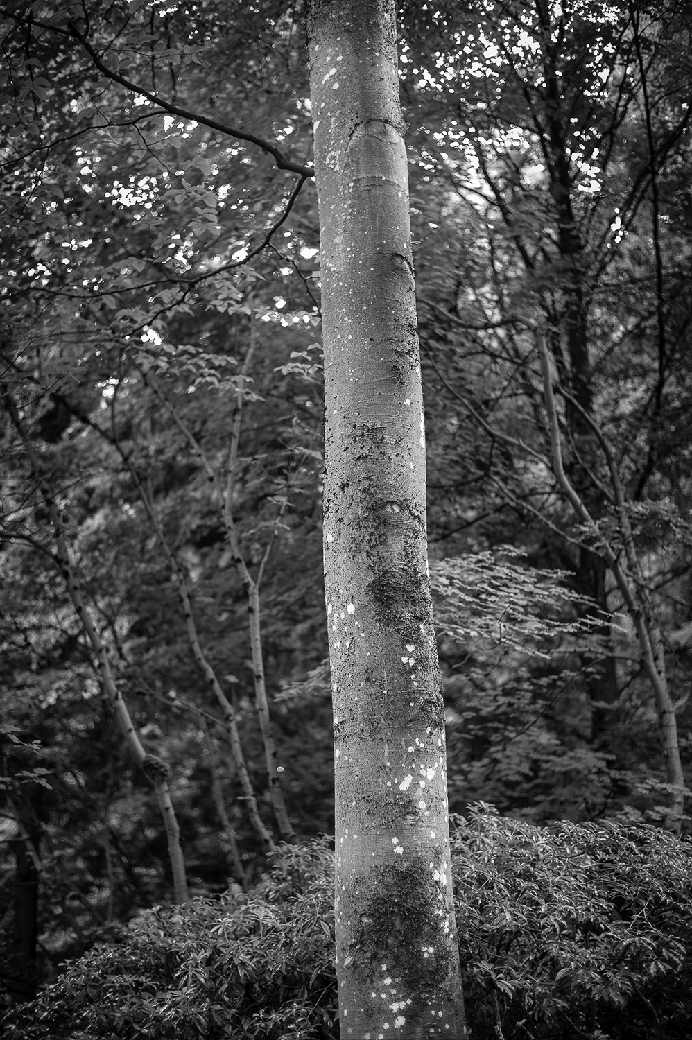 Leica Monochrom 40mm f1.4 Voigtlander Nokton