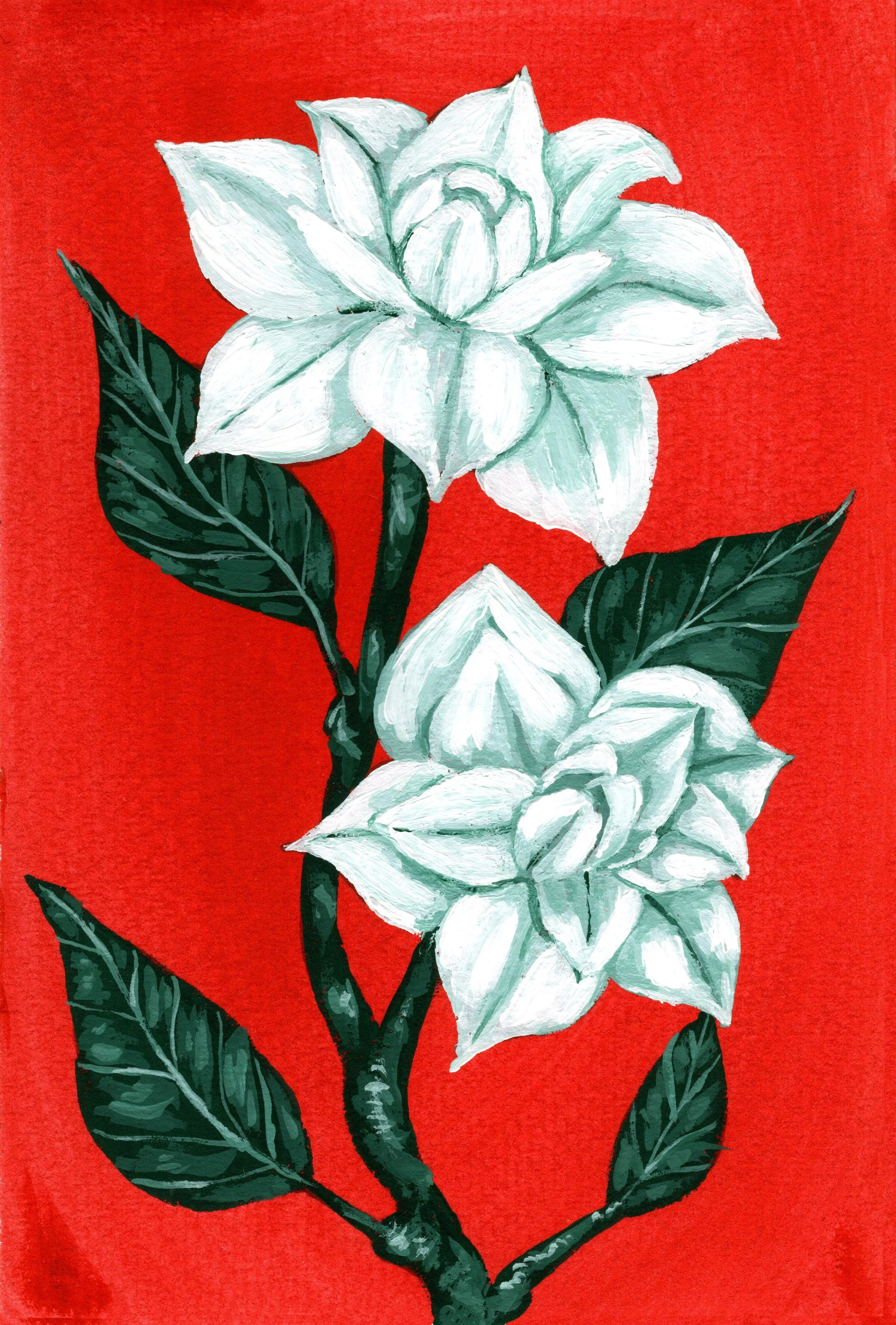 Gardenia.jpg