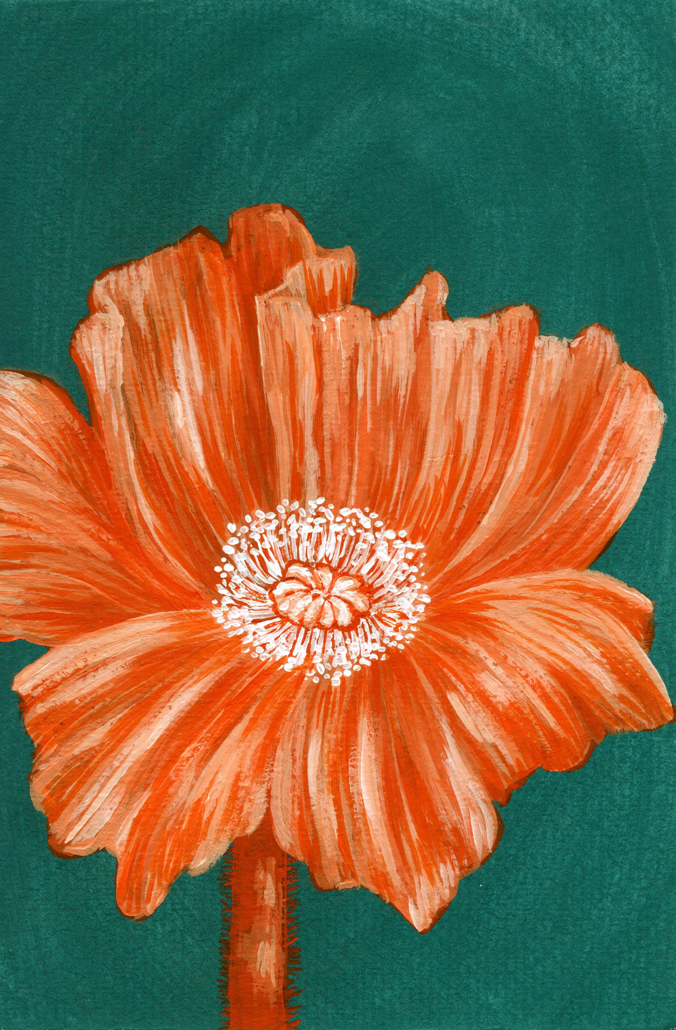 Poppy.jpg