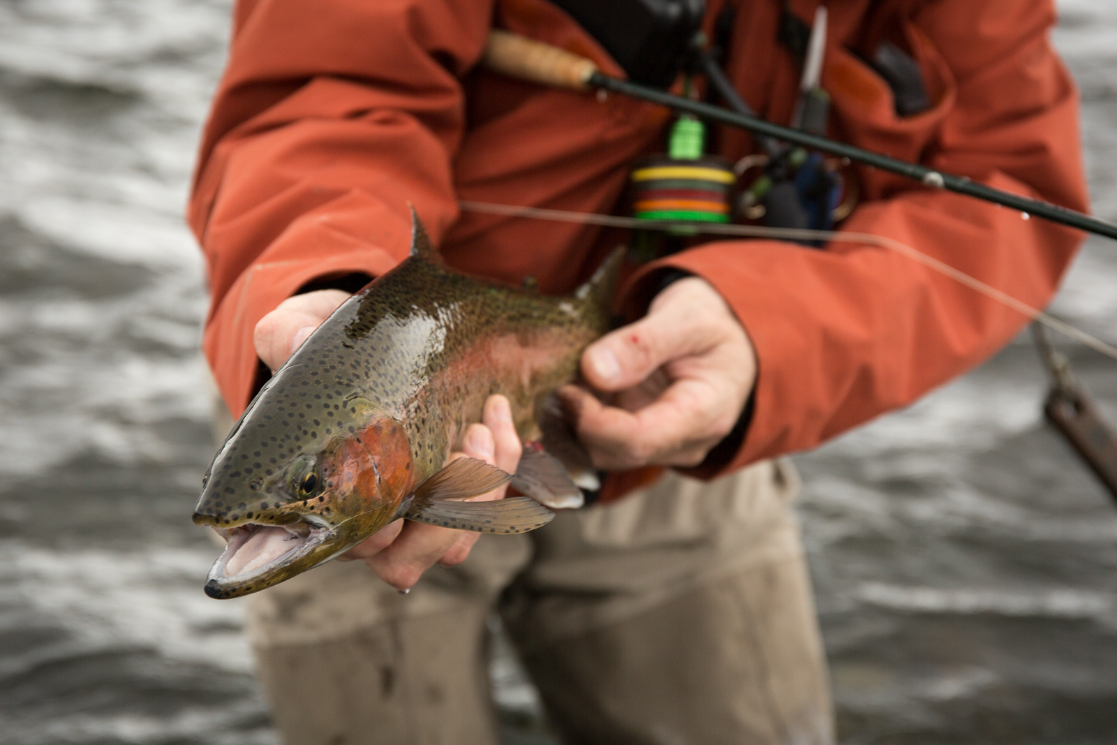 Fly Fishing the Upper Madison River, Montana