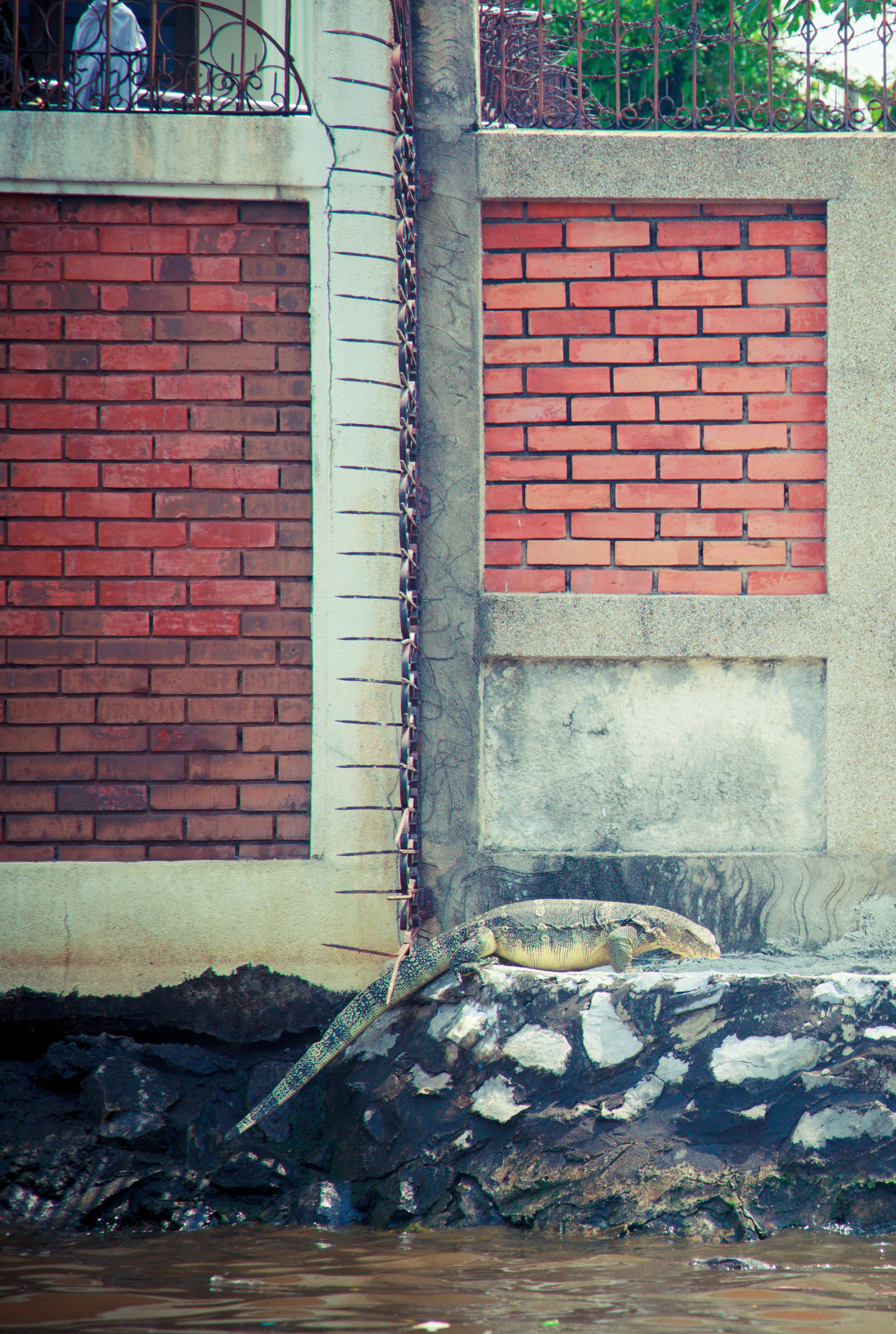 Water Monitors hanging outside homes on the Chao Phraya River are a common site.