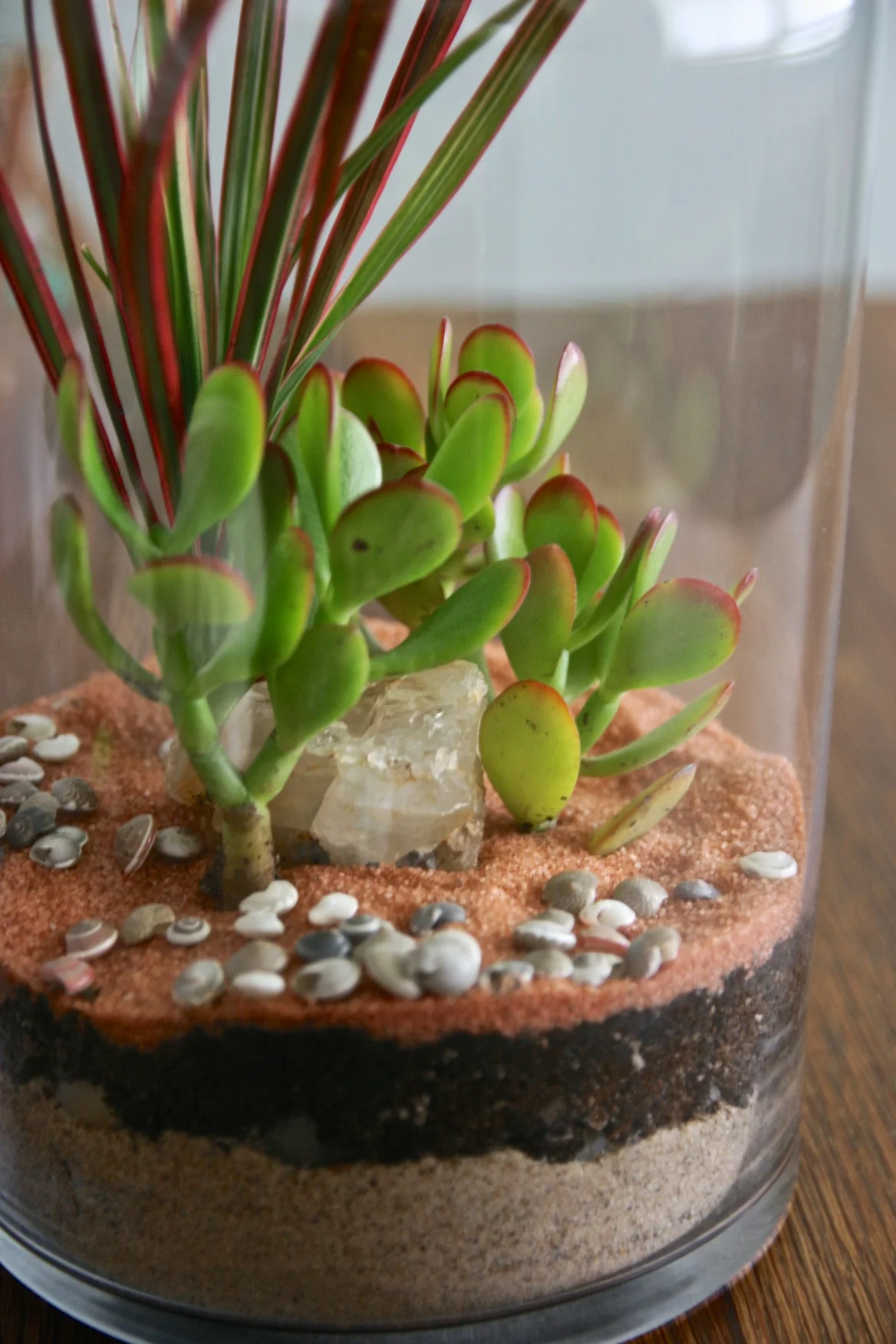 custom terrarium $.jpg