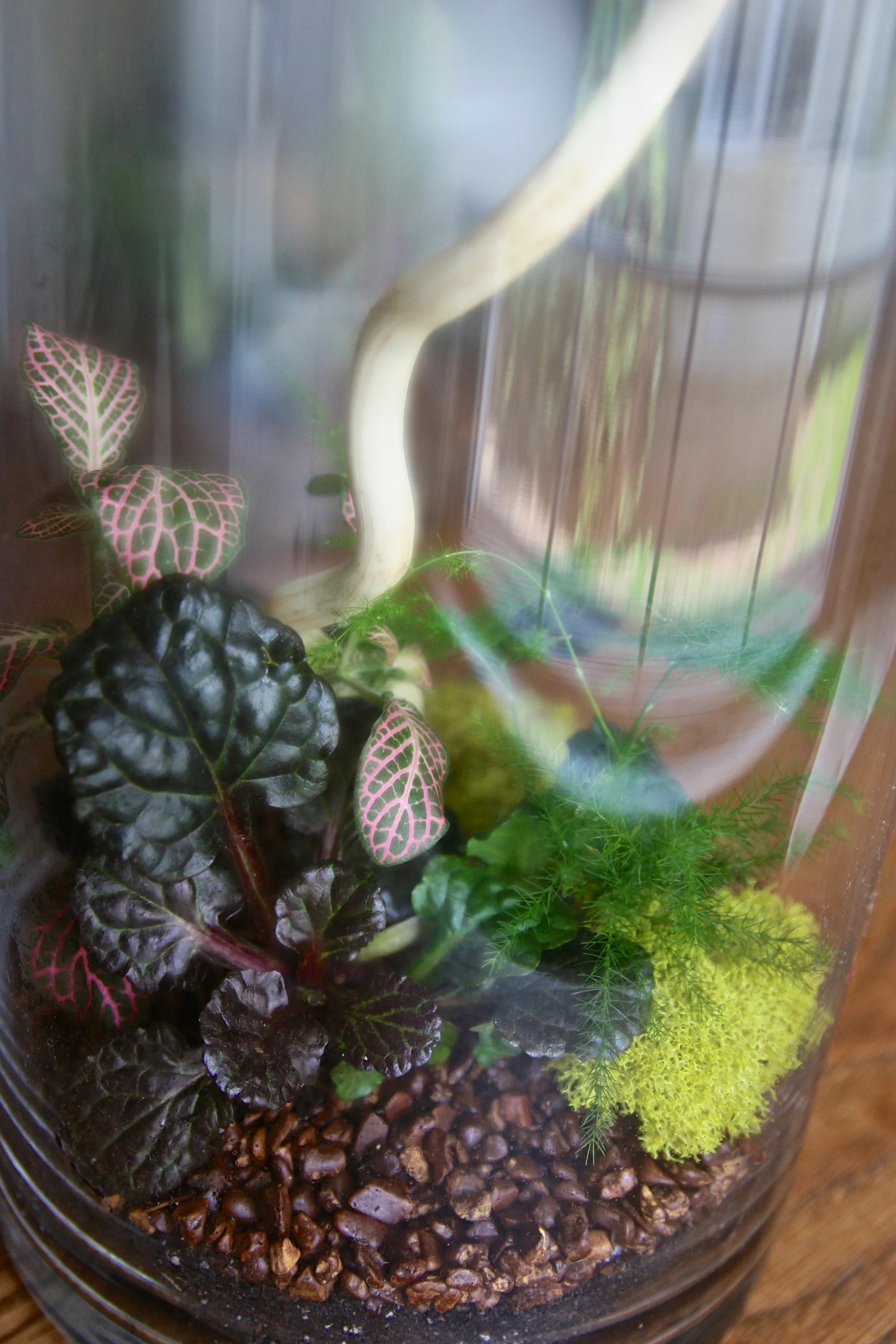 custom terrarium 3 (1).jpg