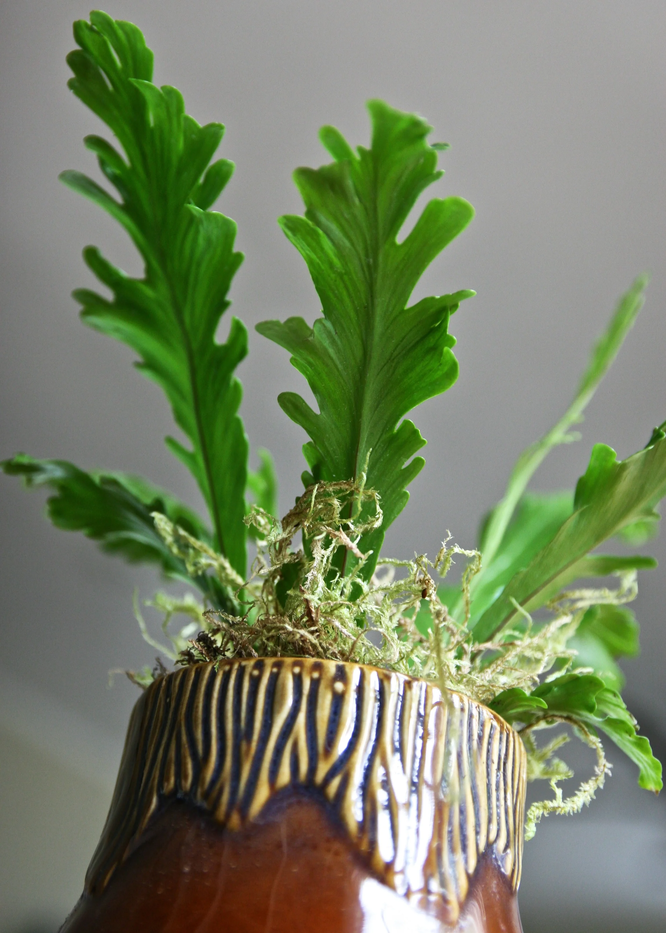 fern potted $40 2.jpg