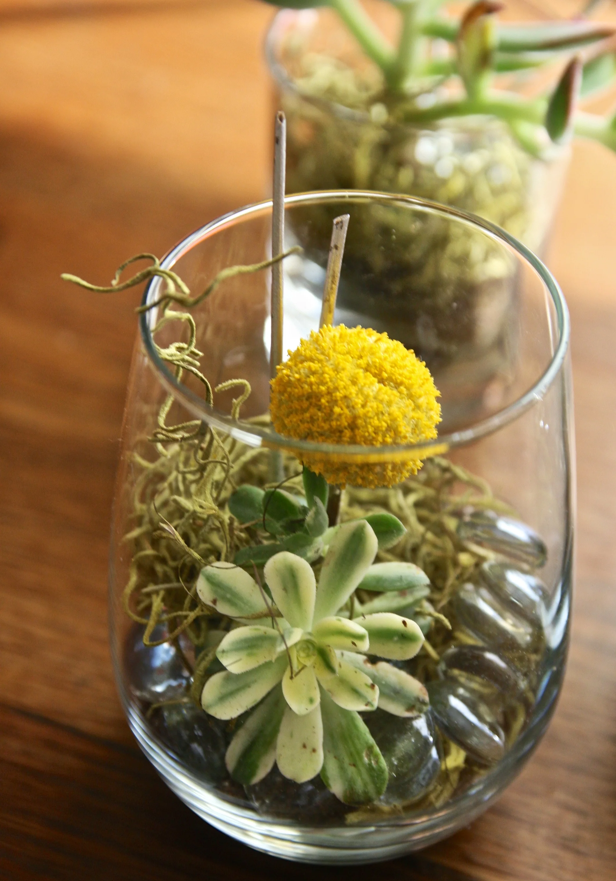 succulent glass potted$40 1.jpg