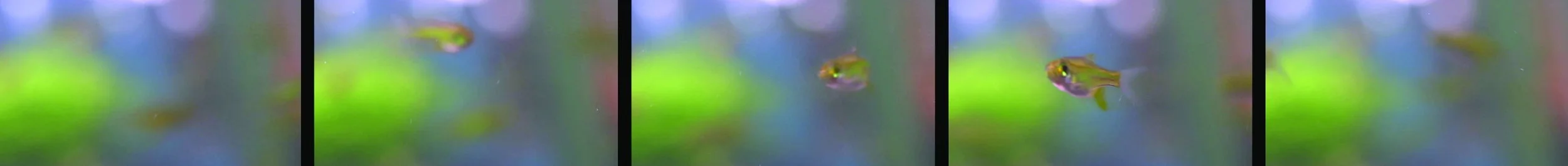 amazon B19 paludarium 20161031_150628 fish edit.jpg