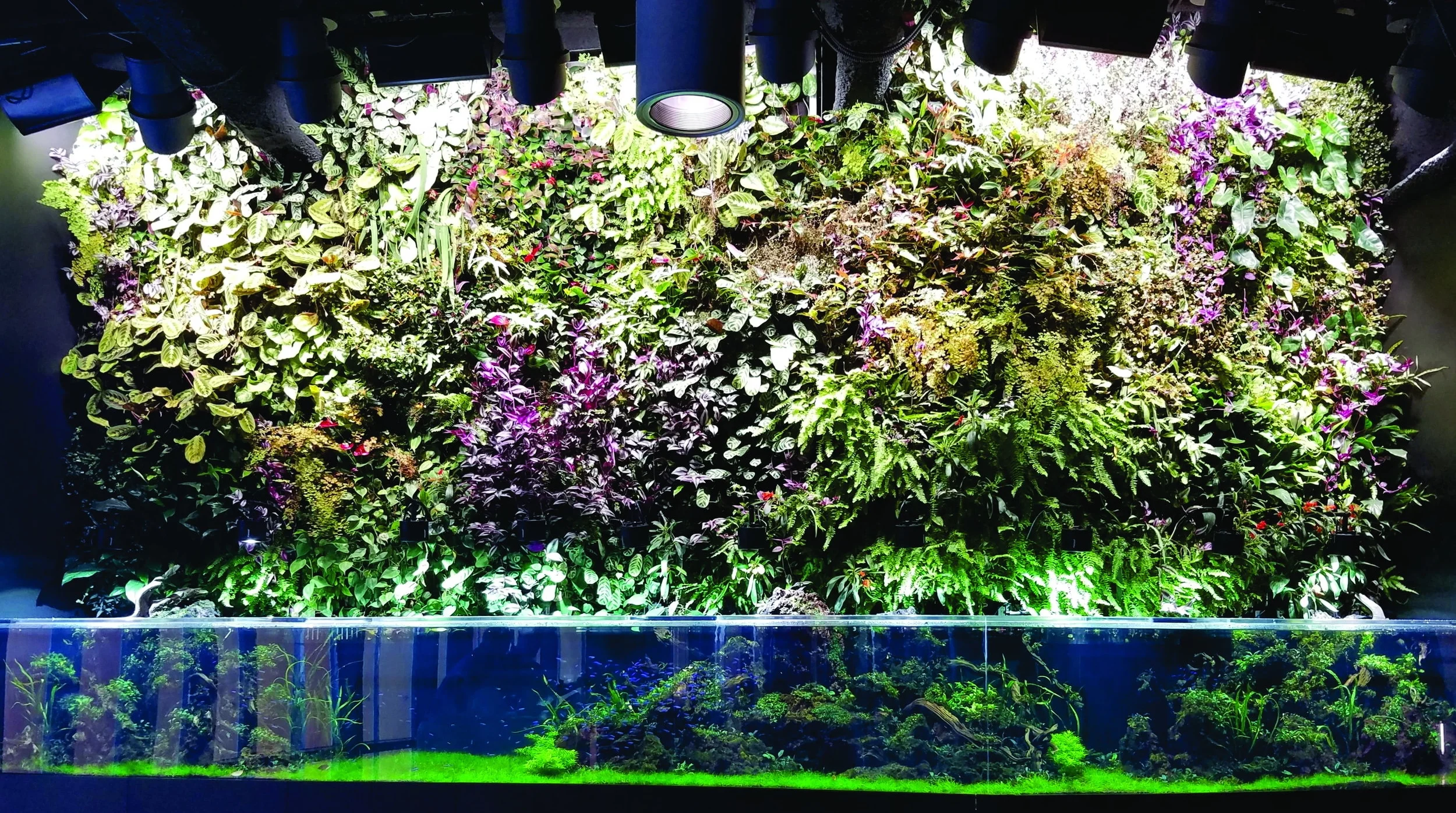 amazon B19 paludarium 20161031_150628 edit 002.jpg
