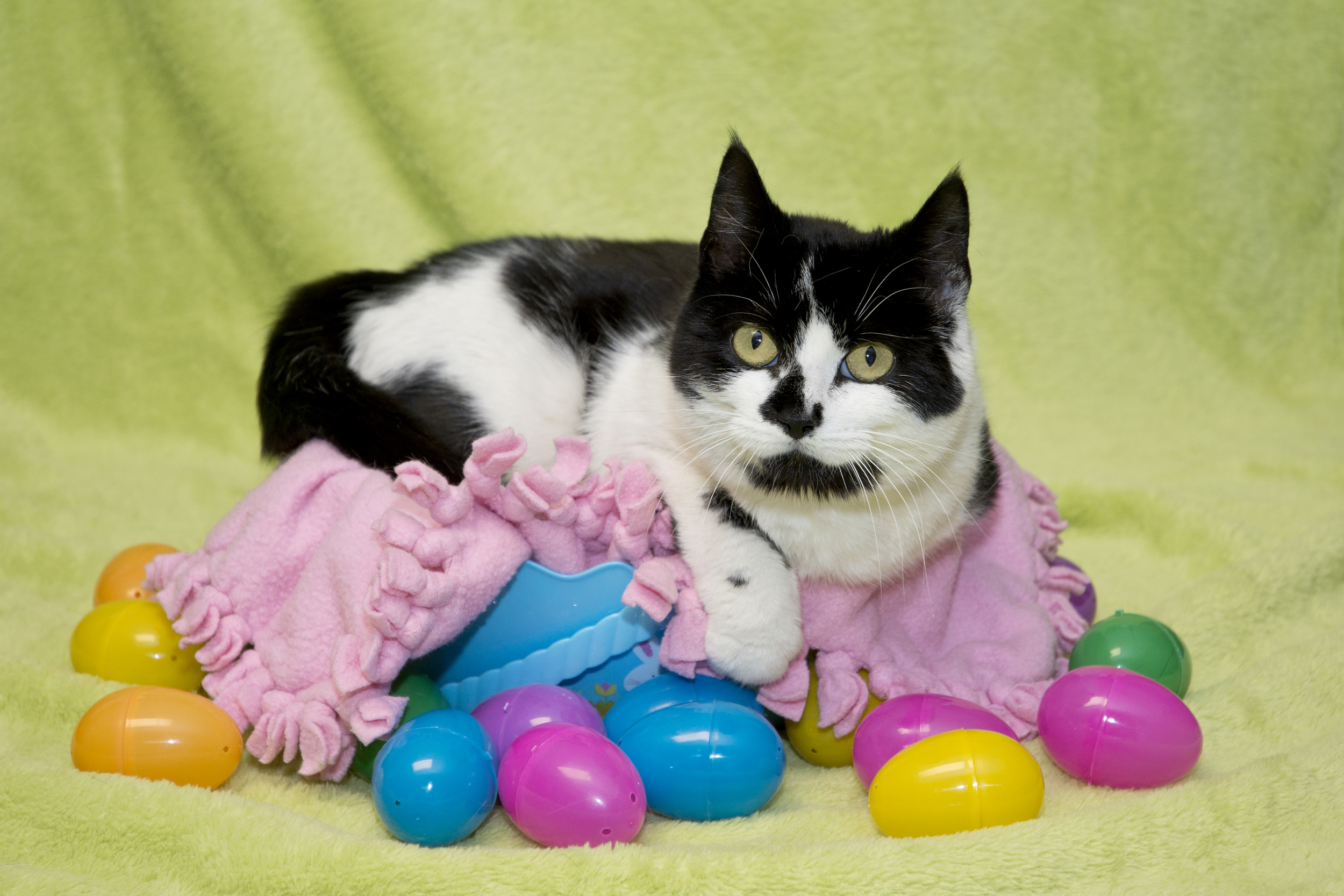 EasterCat.jpg