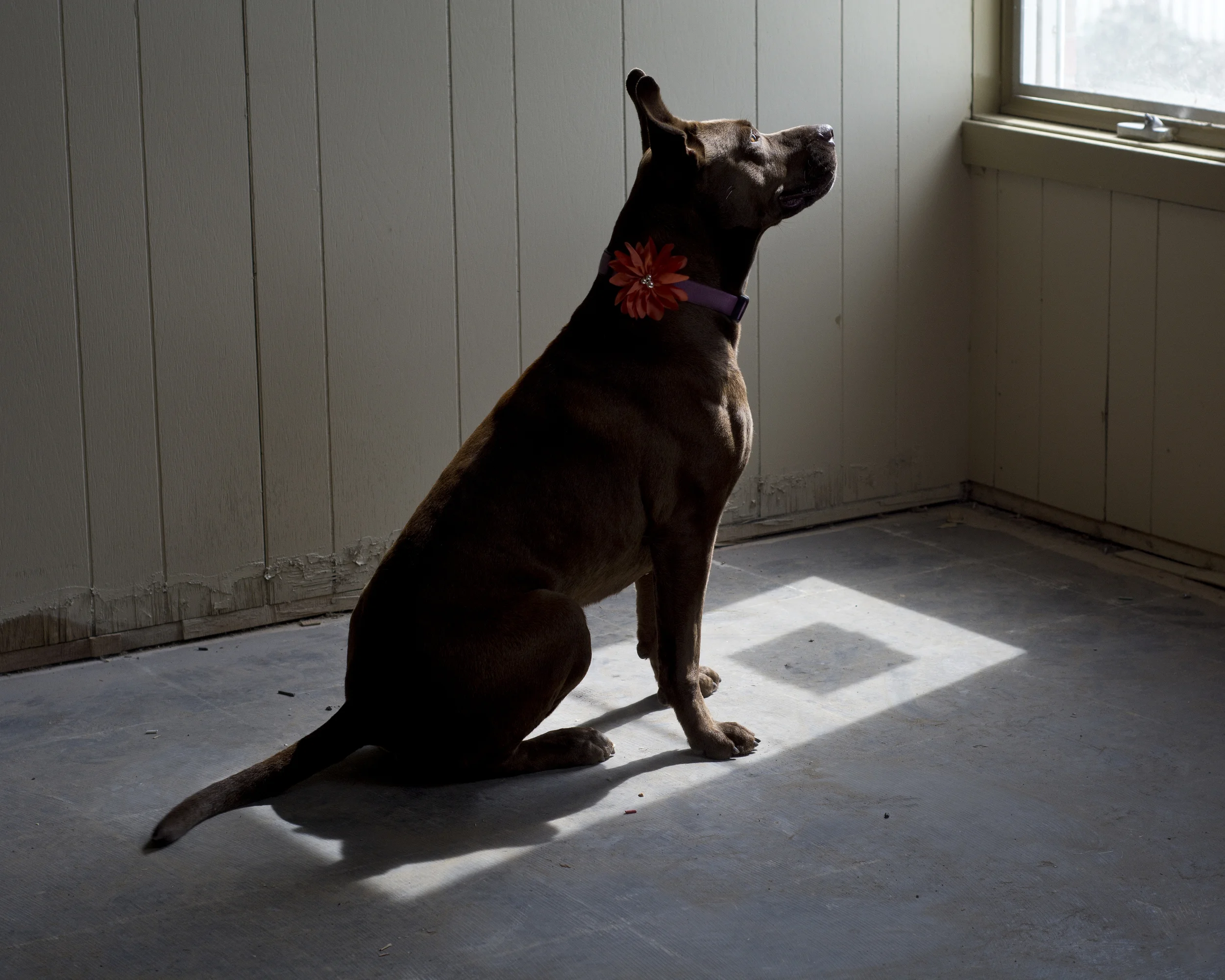 Gone Astray is about a topic near and dear to my heart, animal welfare. Millions of animals are surrendered to shelters every year. These images represent the pets that have become lost, cast aside or forgotten. Pets waiting for their people to come and take them home. If this series can help save just one more shelter cat or one more shelter dog, that would be priceless. The sale of these images help benefit the Humane Society of Lebanon County.