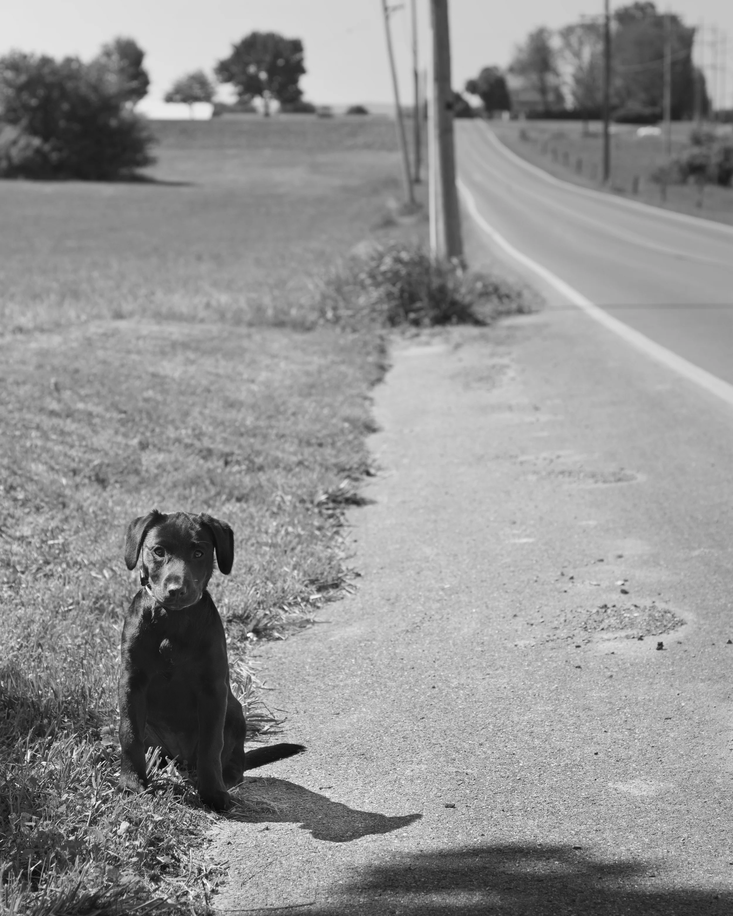 Gone Astray is about a topic near and dear to my heart, animal welfare. Millions of animals are surrendered to shelters every year. These images represent the pets that have become lost, cast aside or forgotten. Pets waiting for their people to come and take them home. If this series can help save just one more shelter cat or one more shelter dog, that would be priceless. The sale of these images help benefit the Humane Society of Lebanon County.