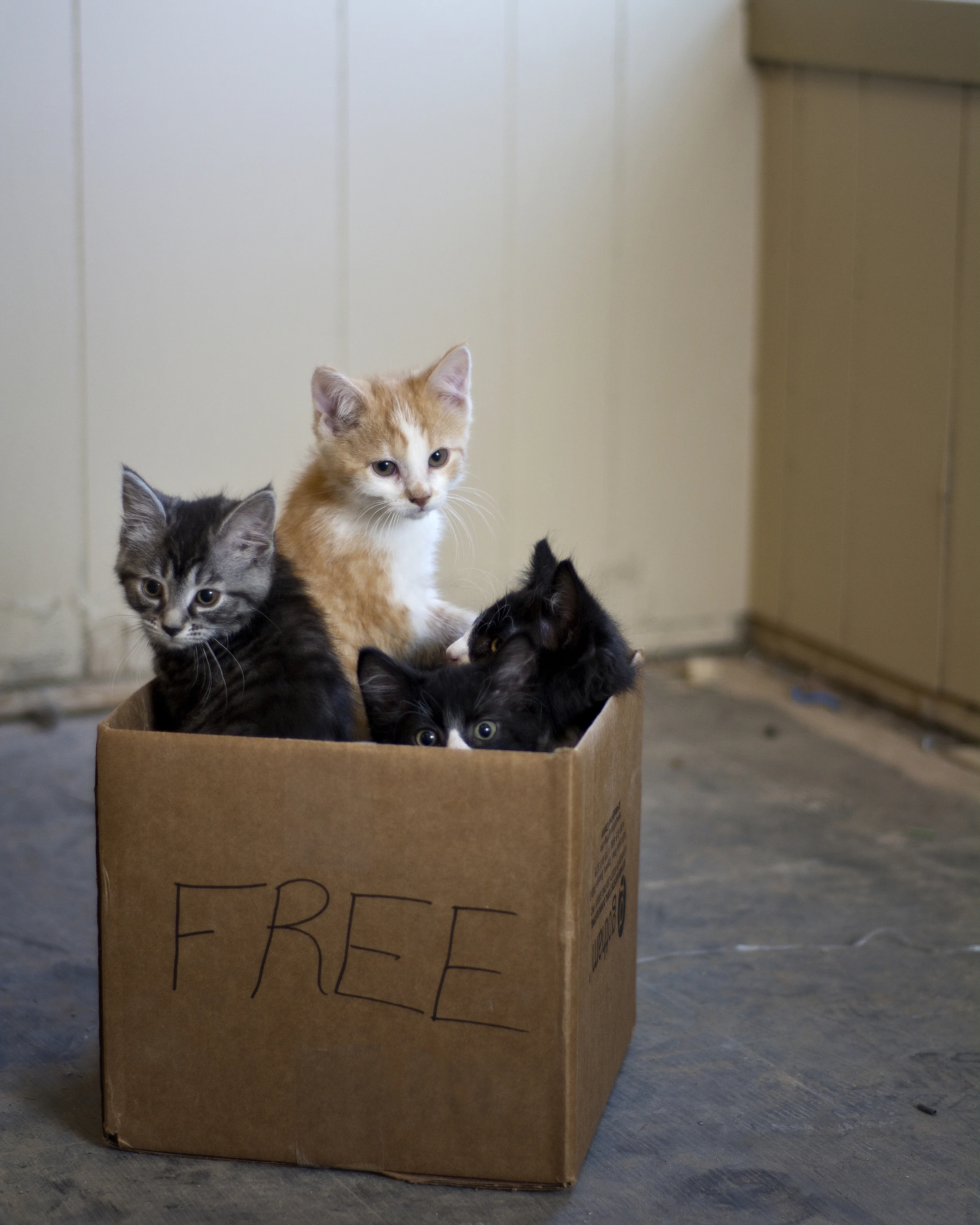 Gone Astray is about a topic near and dear to my heart, animal welfare. Millions of animals are surrendered to shelters every year. These images represent the pets that have become lost, cast aside or forgotten. Pets waiting for their people to come and take them home. If this series can help save just one more shelter cat or one more shelter dog, that would be priceless. The sale of these images help benefit the Humane Society of Lebanon County.