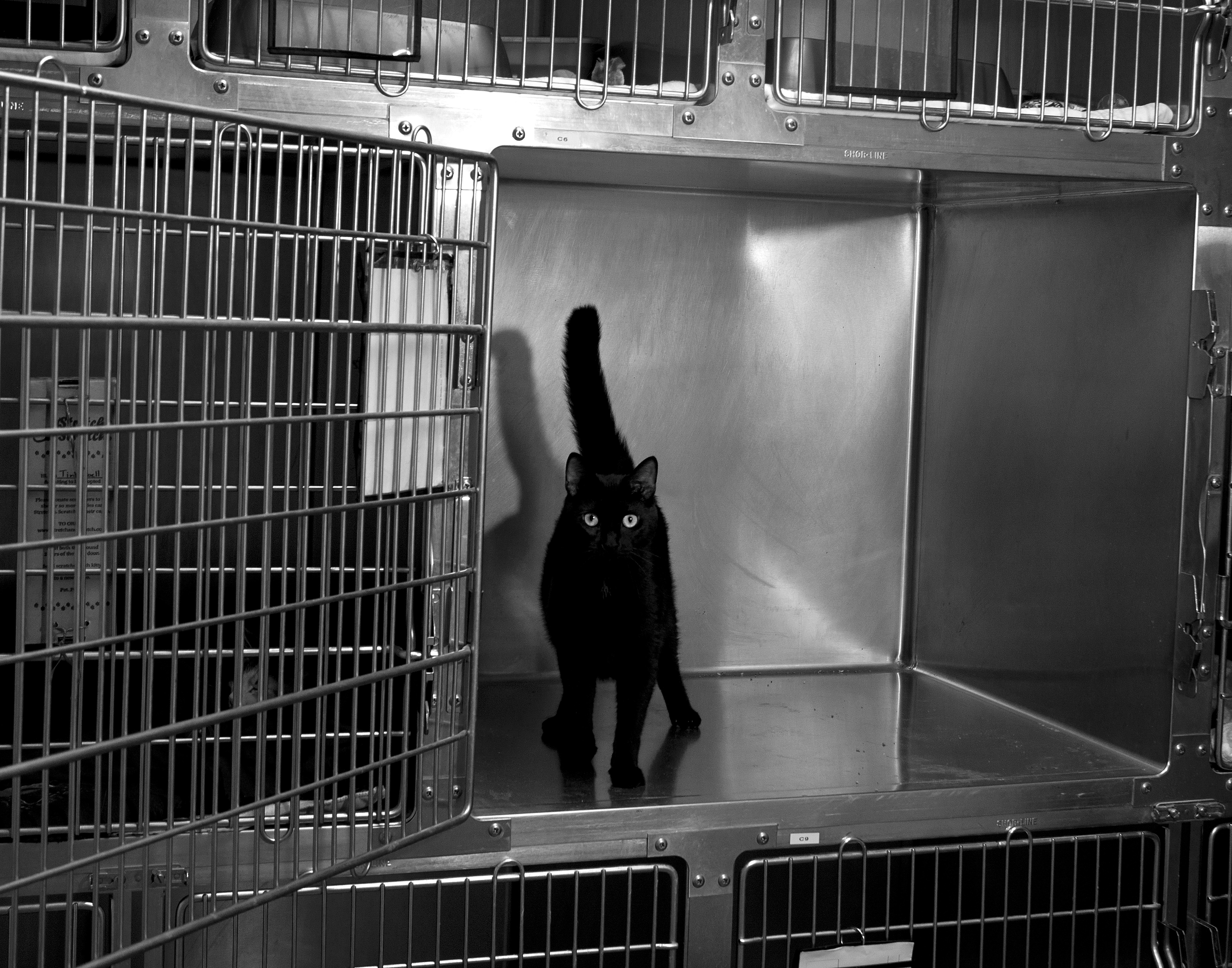   Gone Astray is about a topic near and dear to my heart, animal welfare. Millions of animals are surrendered to shelters every year. These images represent the pets that have become lost, cast aside or forgotten. Pets waiting for their people to com