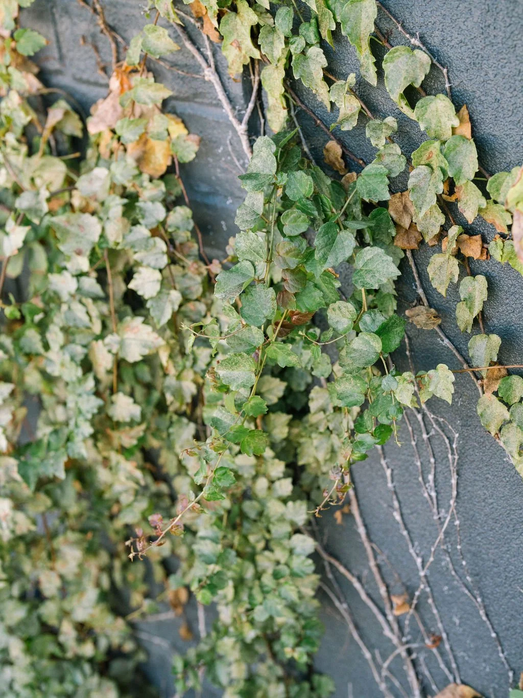 Ellen-Ashton-Photograpy-Dallas-Wedding-Photographer-Candid-photorapher-dallas-editorial-photographer-dallas2.jpg
