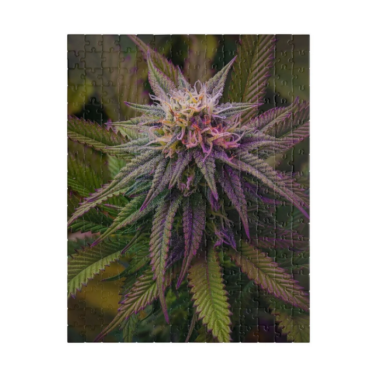 37f758ffadaba9916b34c8b61362dbc9