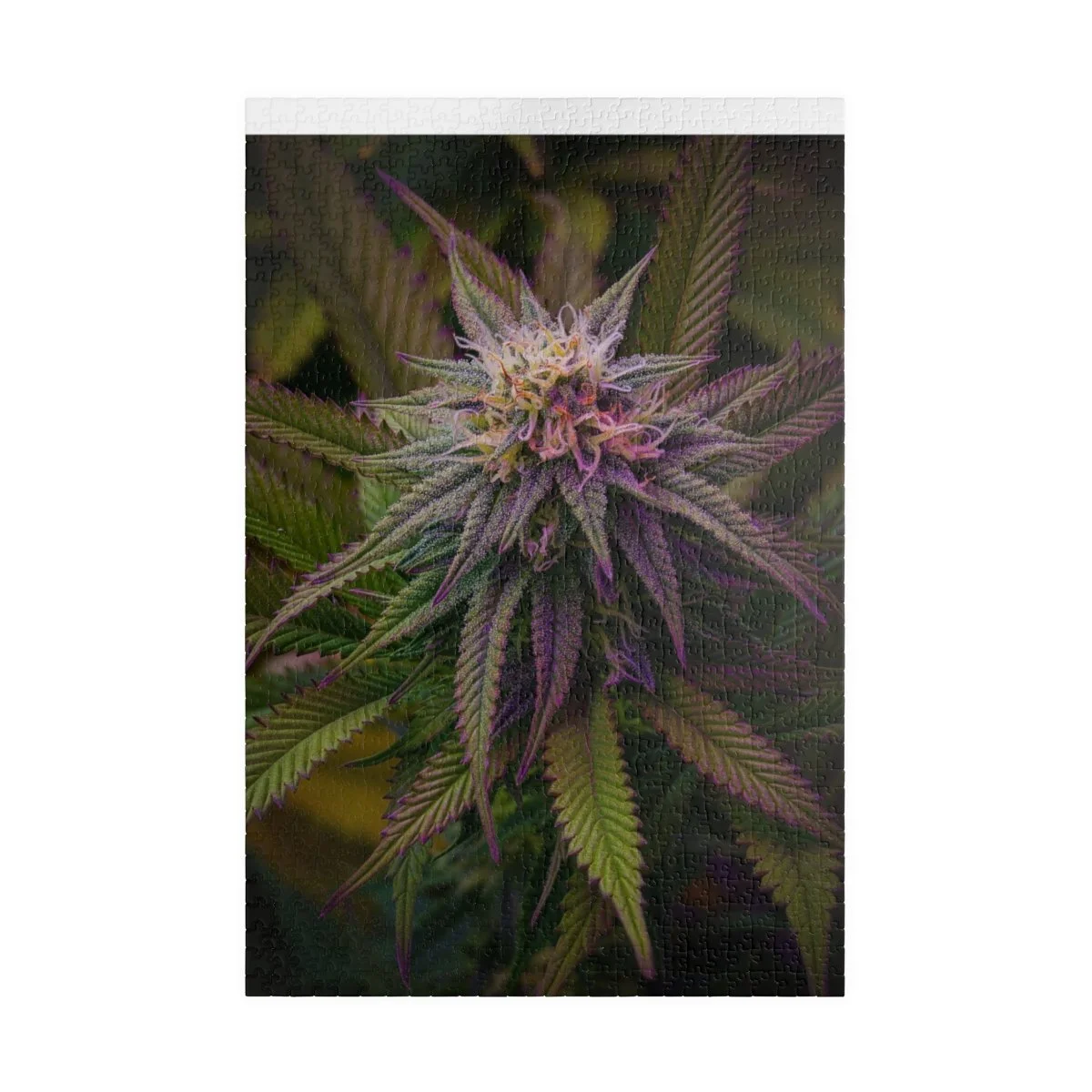 880ea0608f3696faa87d1dde222e514f