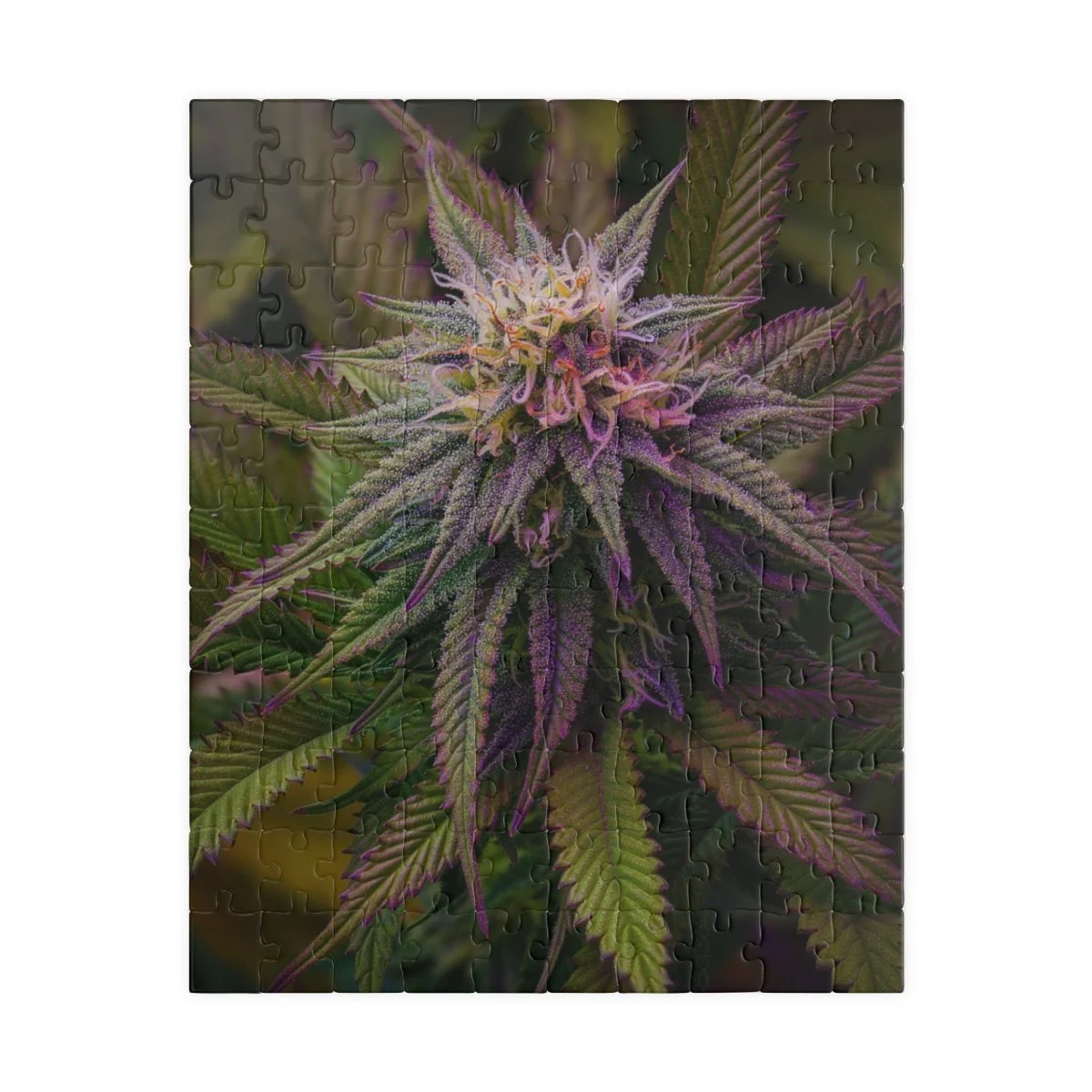 a783b528f5204c9a11783e43c67d4de5