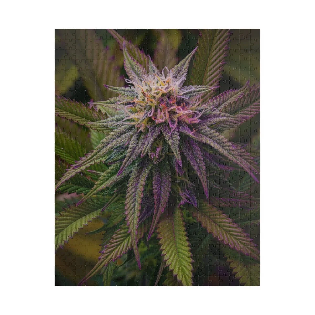 aa1c23ad42f71e96c9ca1446eed26581