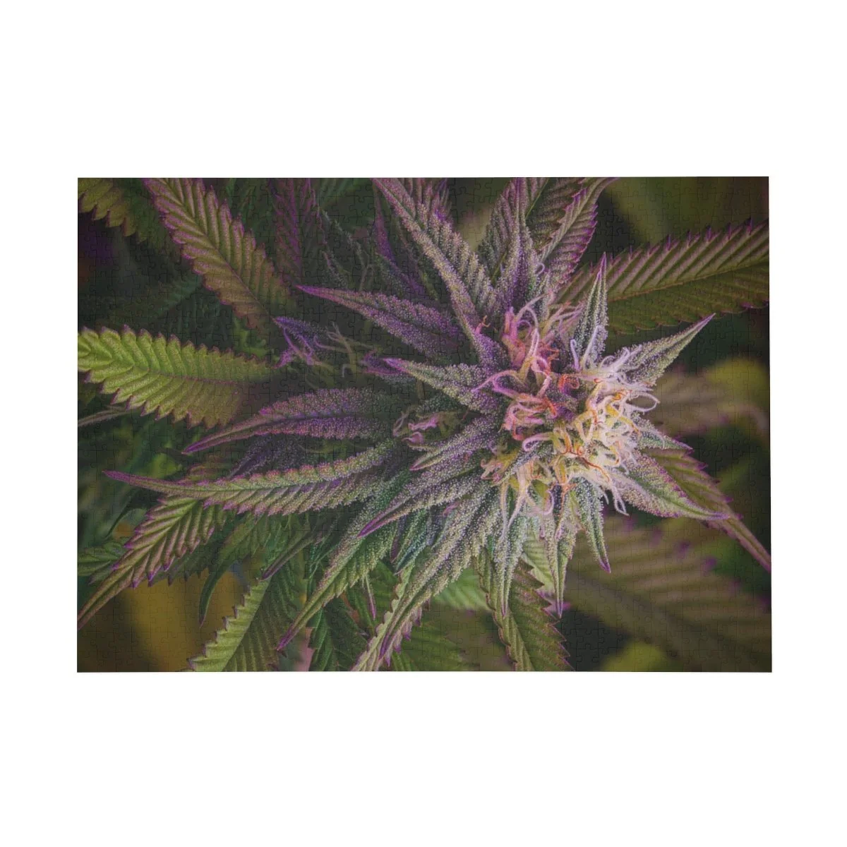 eb31d93c57efbae67a61356d3e050edf