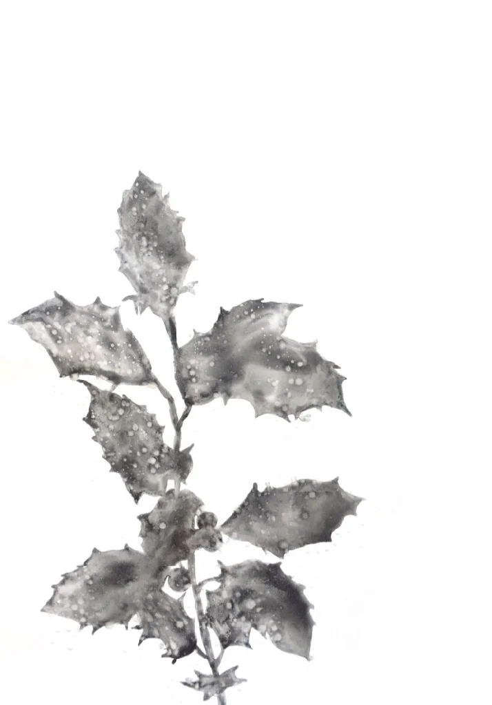 Invasive Species: English Holly 2, 2017