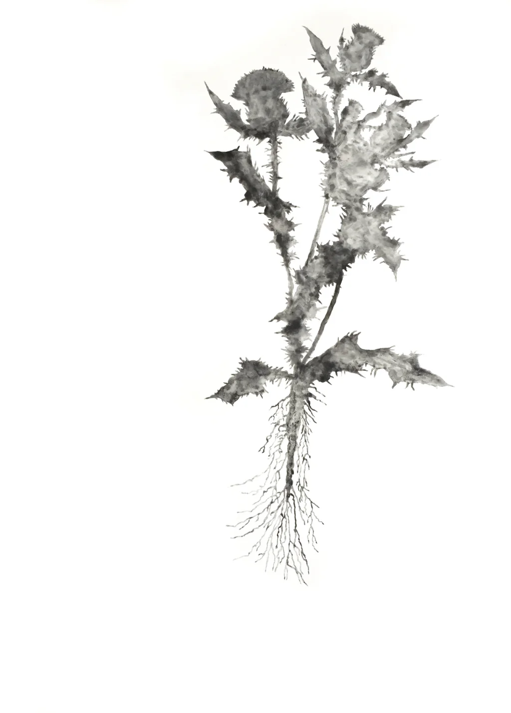 Invasive Species: Scotch Thistle with Roots, 2017