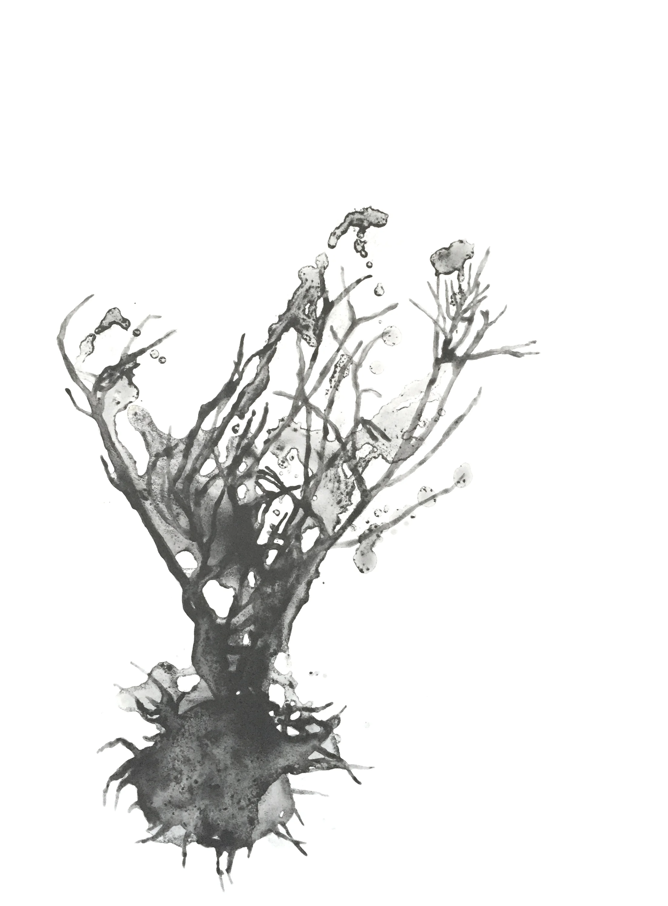Invasive Species: Scotch Broom, 2018