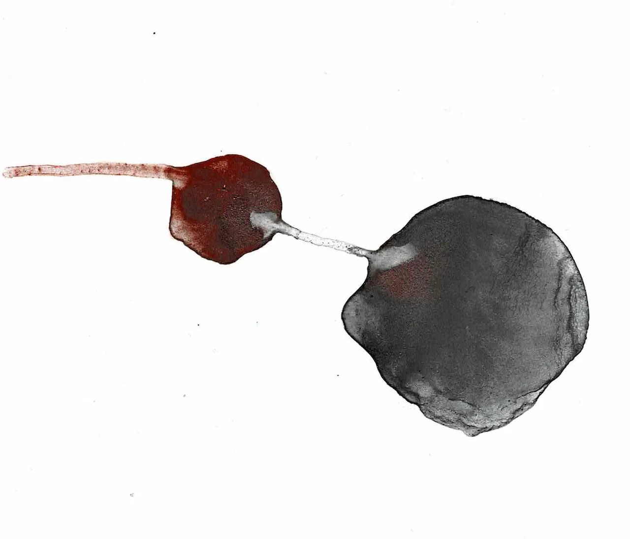 Covid Dyad series, 06