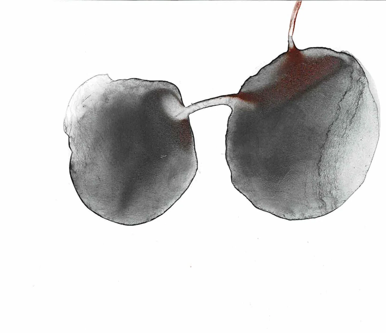 Covid Dyad series, 08