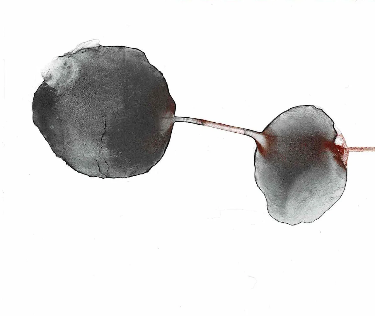 Covid Dyad series, 12