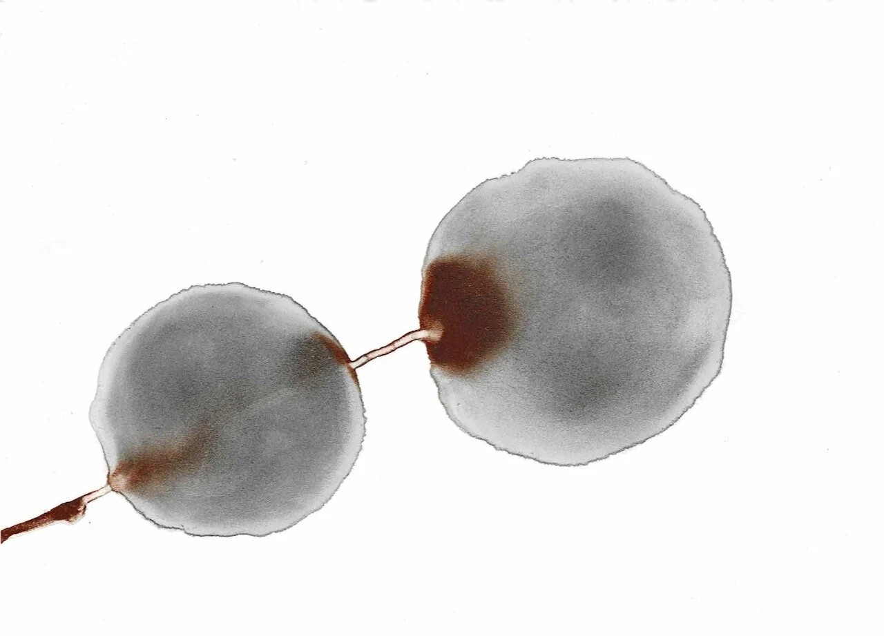 Covid Dyad series, 13