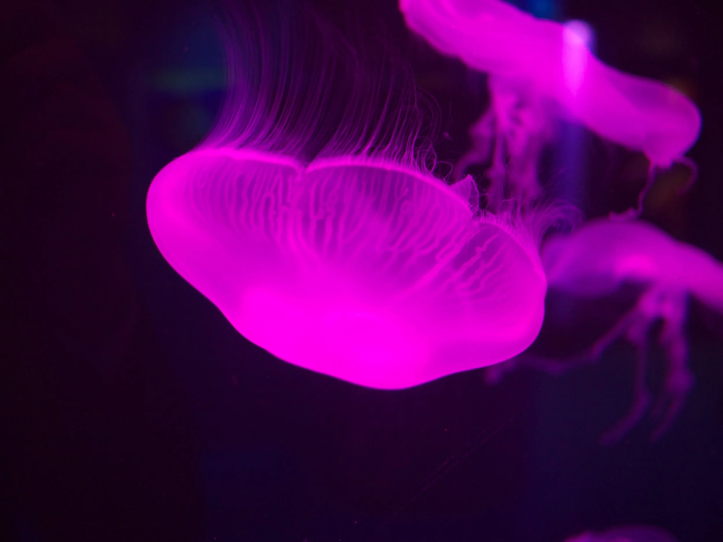 Moon jelly.jpg