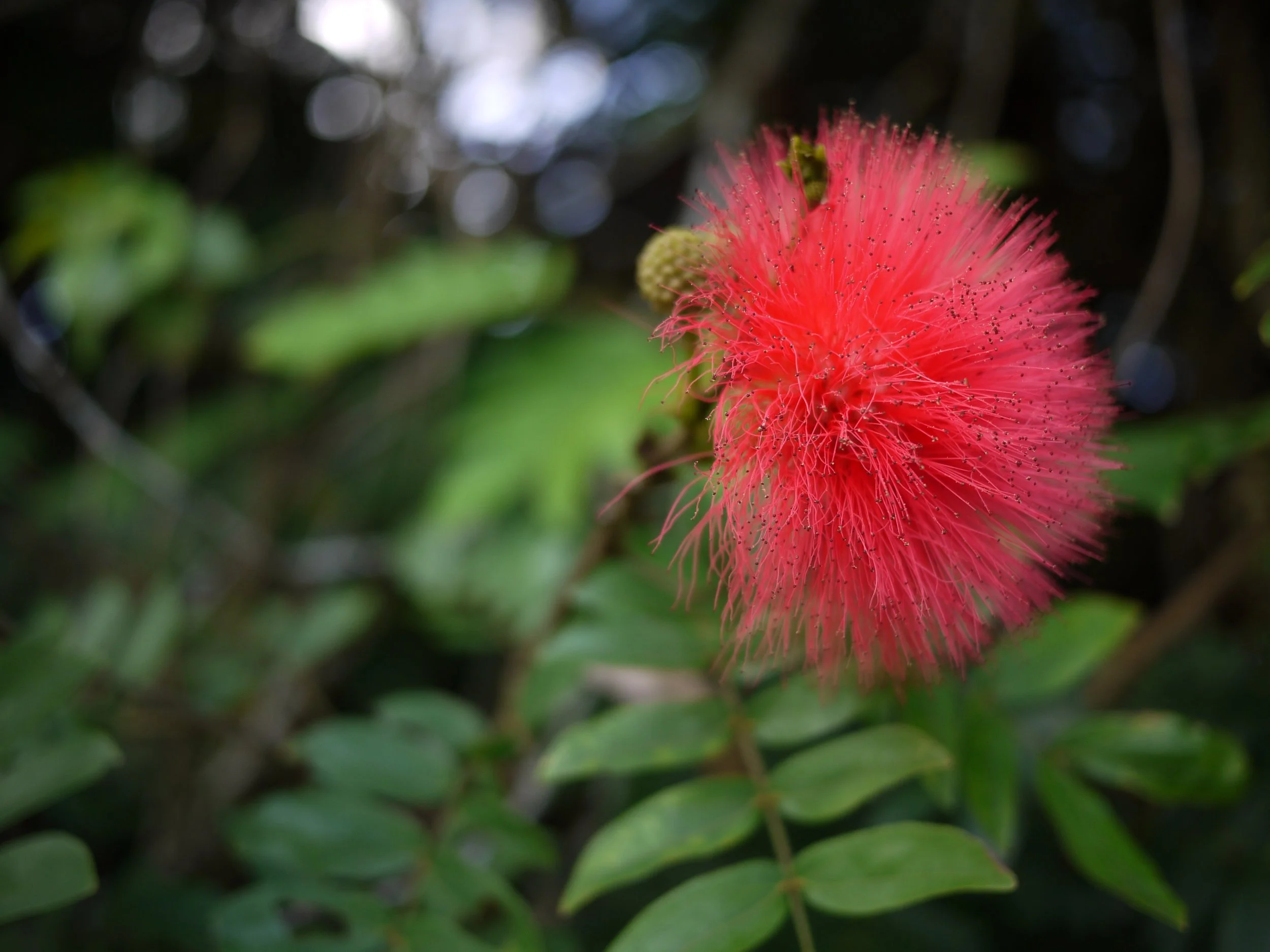 Fuzzy flower.jpg