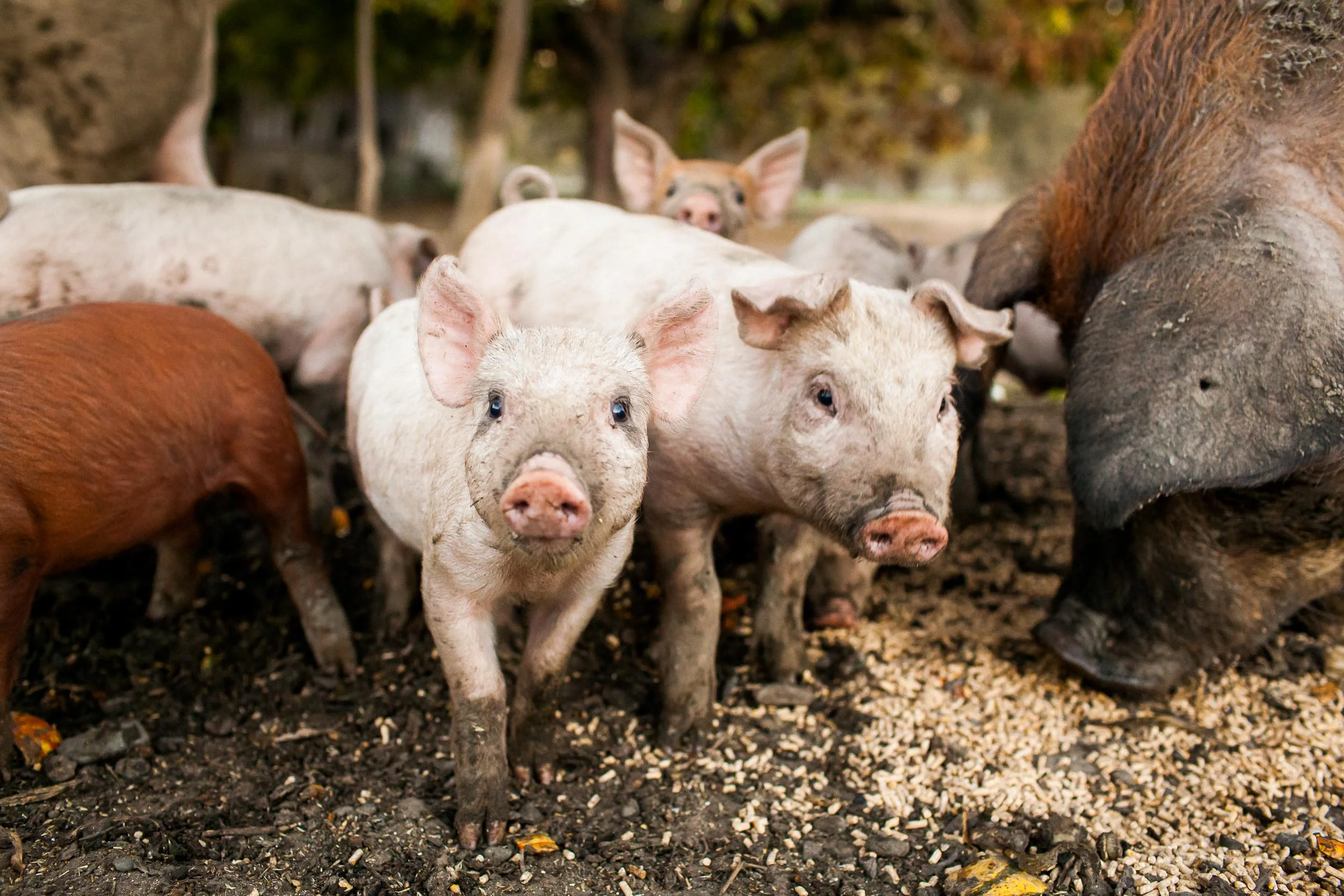 NatandCody-Agriculture-07.jpg