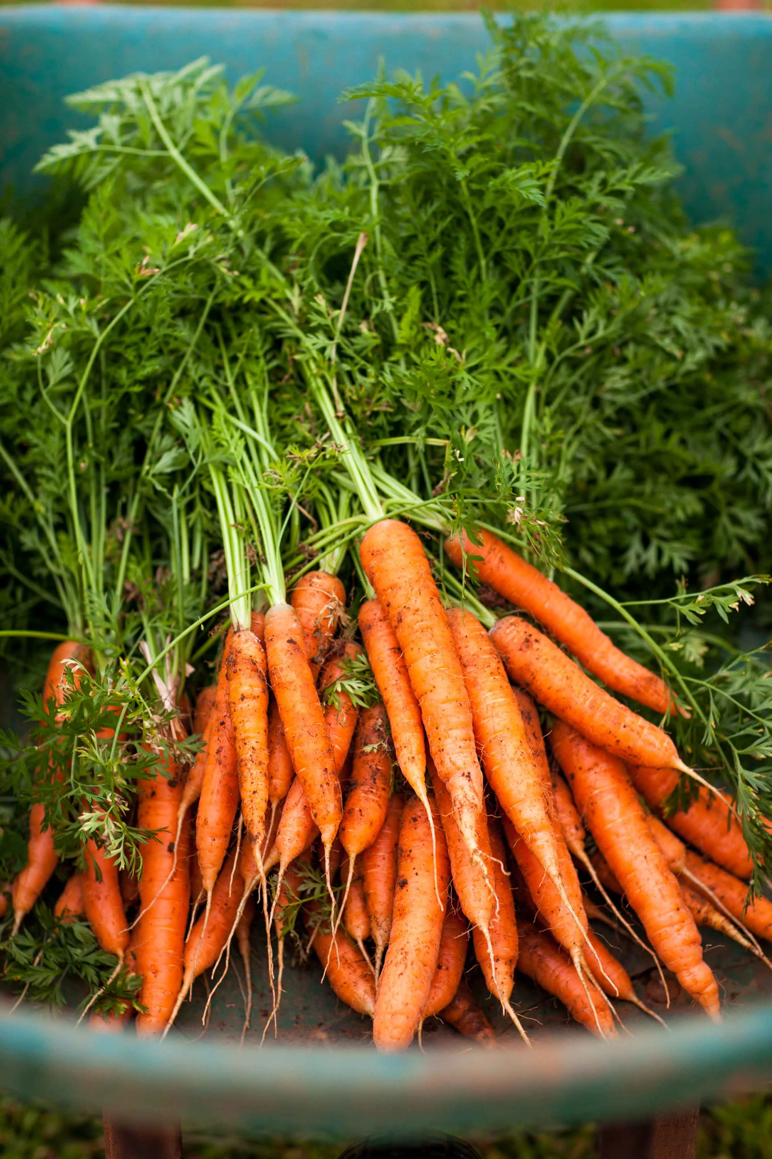 NatandCody-Agriculture-27.jpg