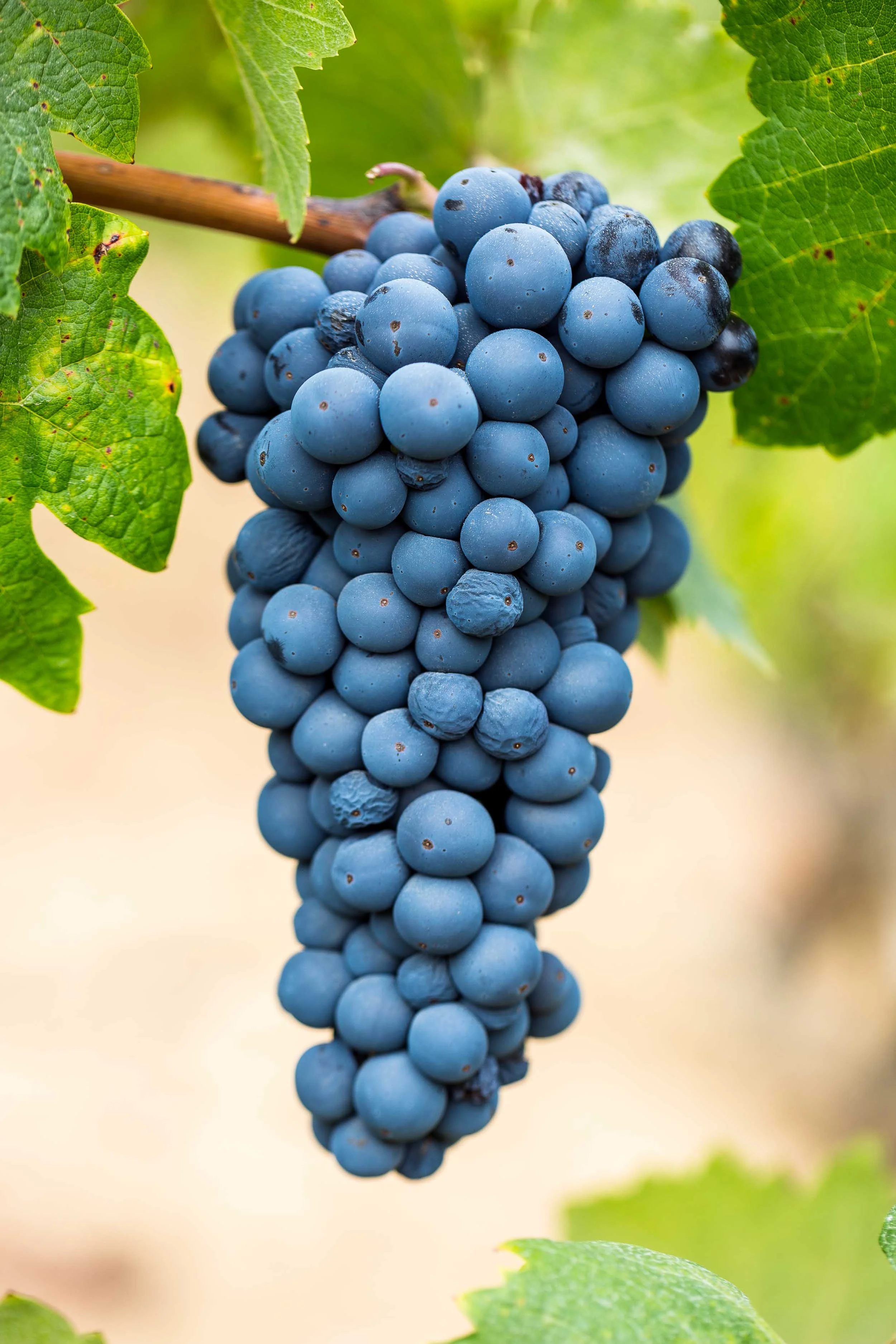Martinelli Vineyards and Winery, a family winery in Sonoma, photographed for Wine Spectator.