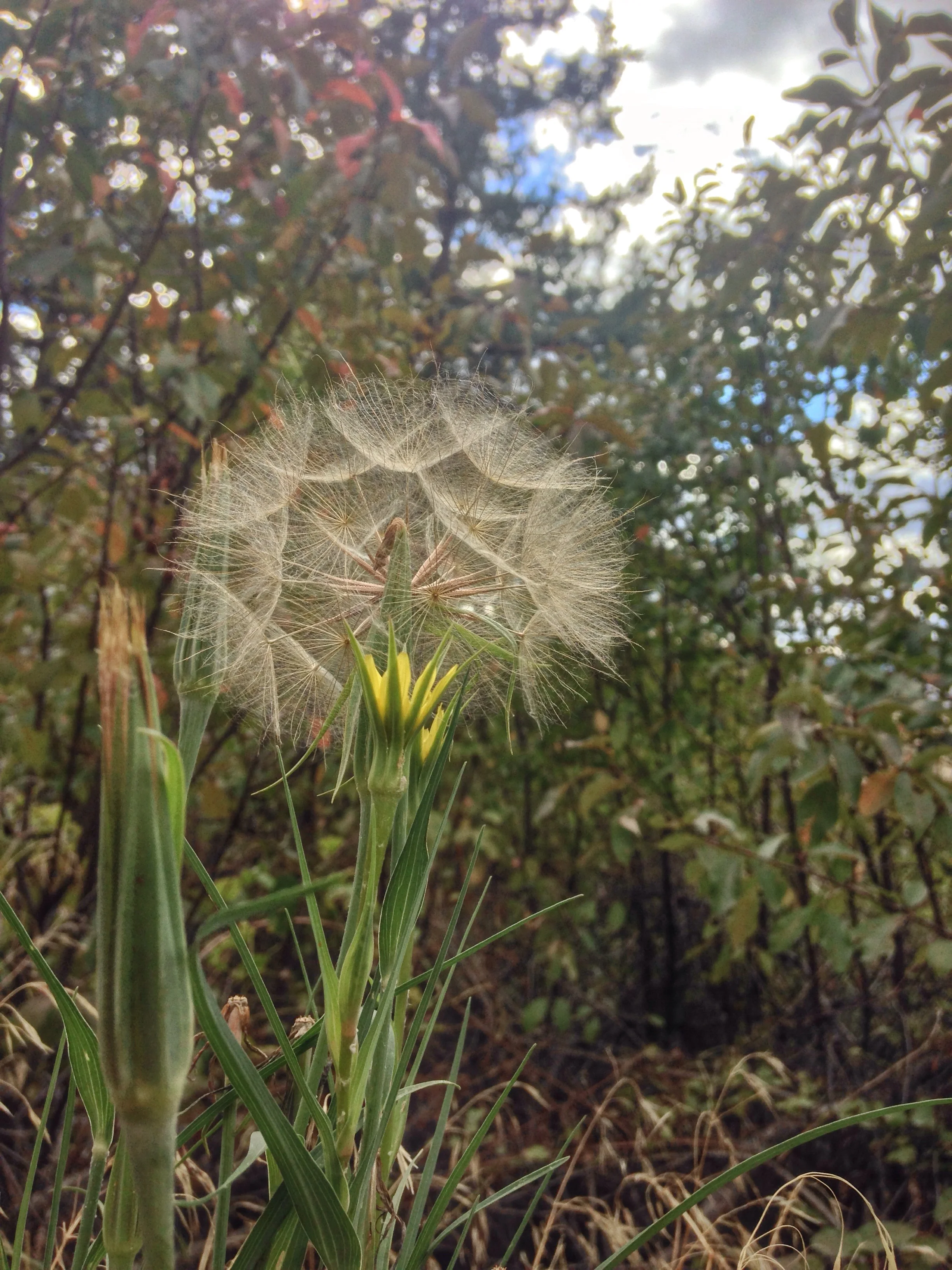 Giant dandelion on the way back.