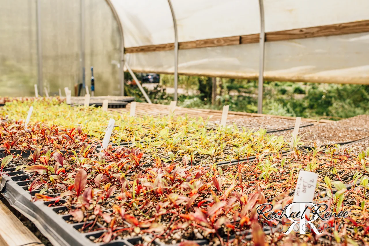 Elm St Gardens or Oasis Family Farm Web-24.jpg