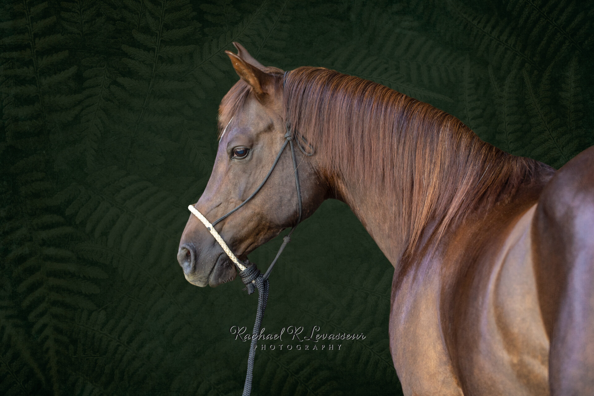 jack-rachael-renee-photograhy-equine-horse-portrait-web-1.jpg