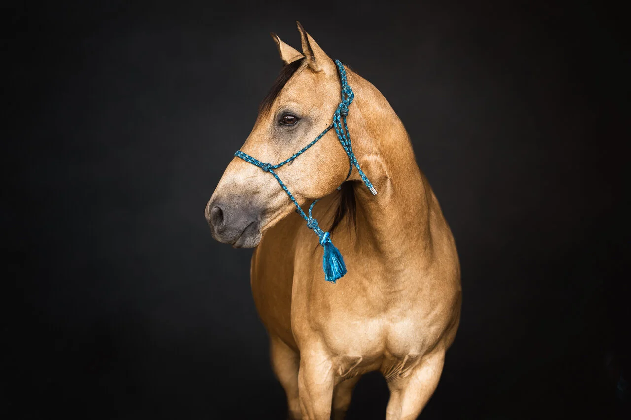 Meet Sam - AQHA Buckskin Black Background Portraits - Washington Fine Art Horse Photography
