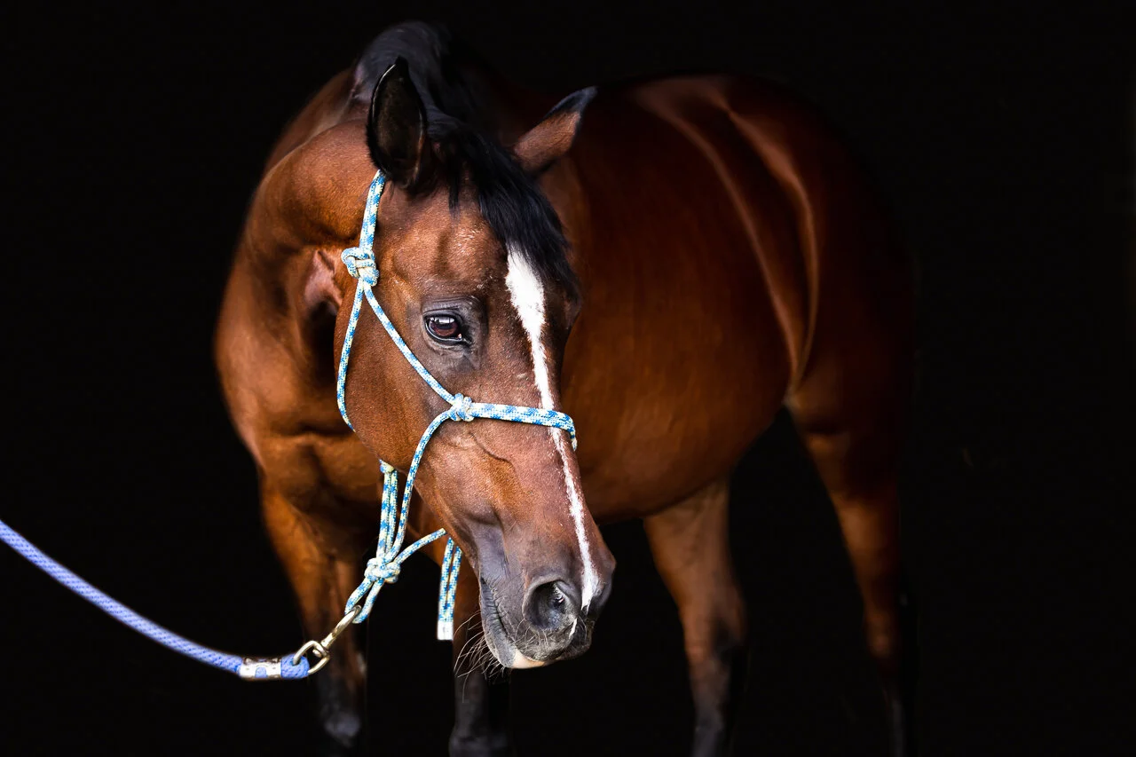 Meet Negabask Fatima - Equine Fine Art Portraiture - Black Background - Northwest Horse Photography