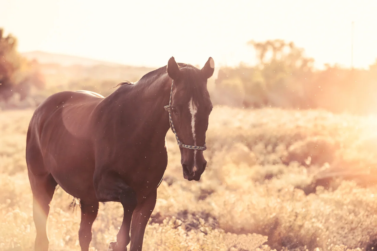 Equine Portraits in the Desert - Northwest Equine Photographer - Fine Art Pet Portraits