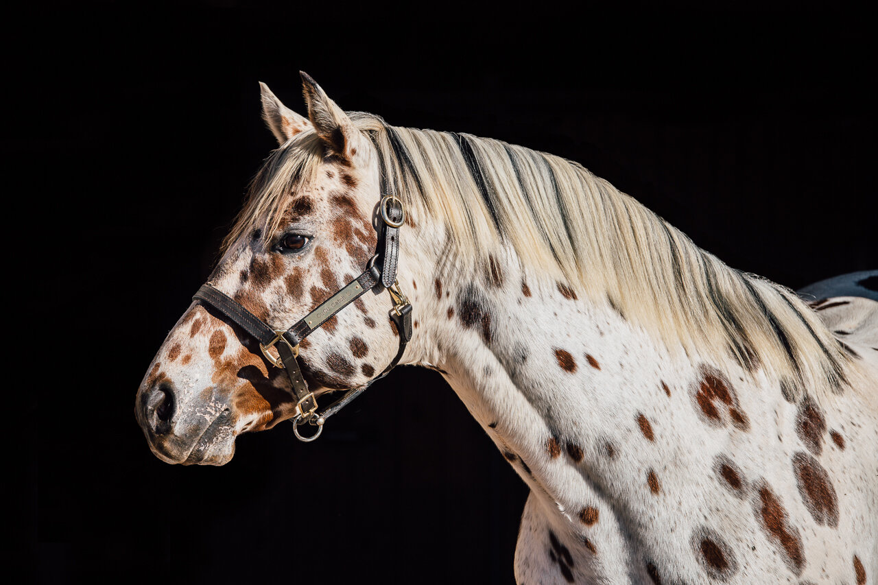 rachael-levasseur-photo-horse-photography-oregon-raz-Web-1.jpg
