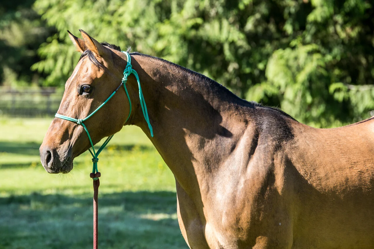 Cinder - Sound Equine Options Adoptable - Equine Portraits in Oregon and Washington