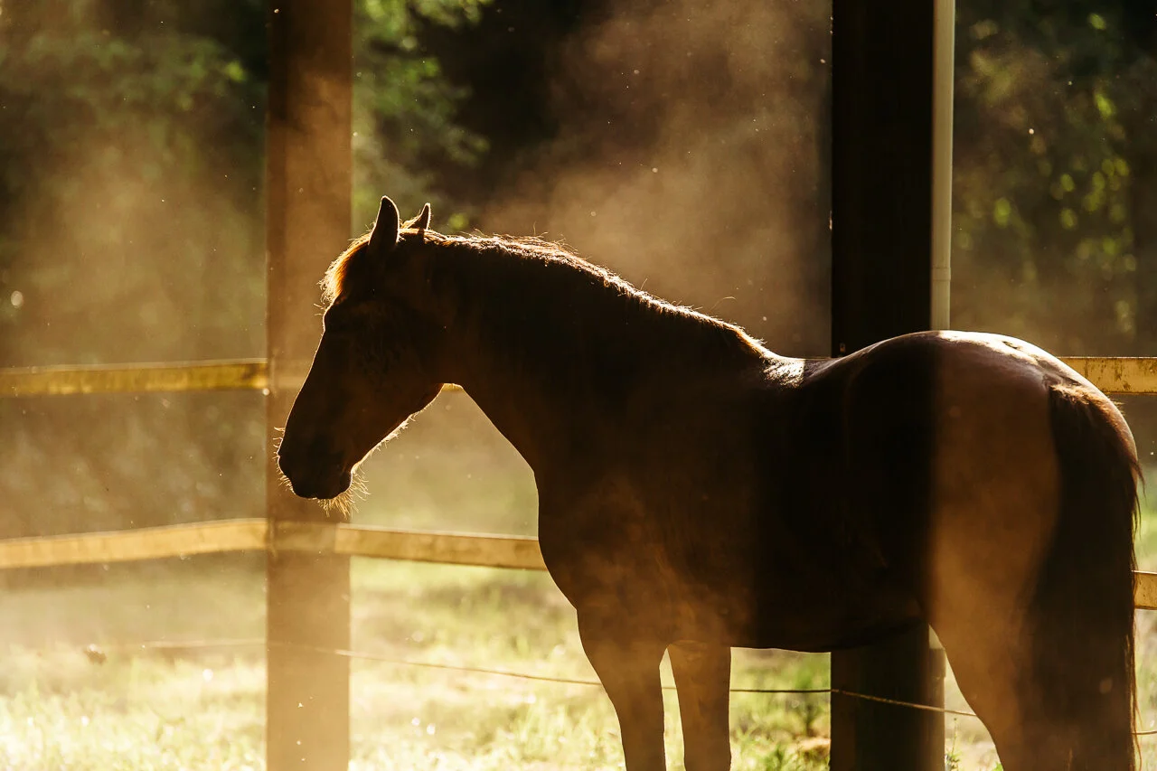 More SEO Horses - Equine Photography in Portland, Oregon City, Molalla, Gresham, Troutdale